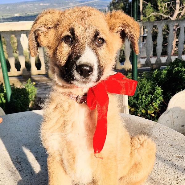 ELLY,NON DEVE FINIRE IN CANILE.ADOTTABILE IN TUTTA ITALIA! Foto 6