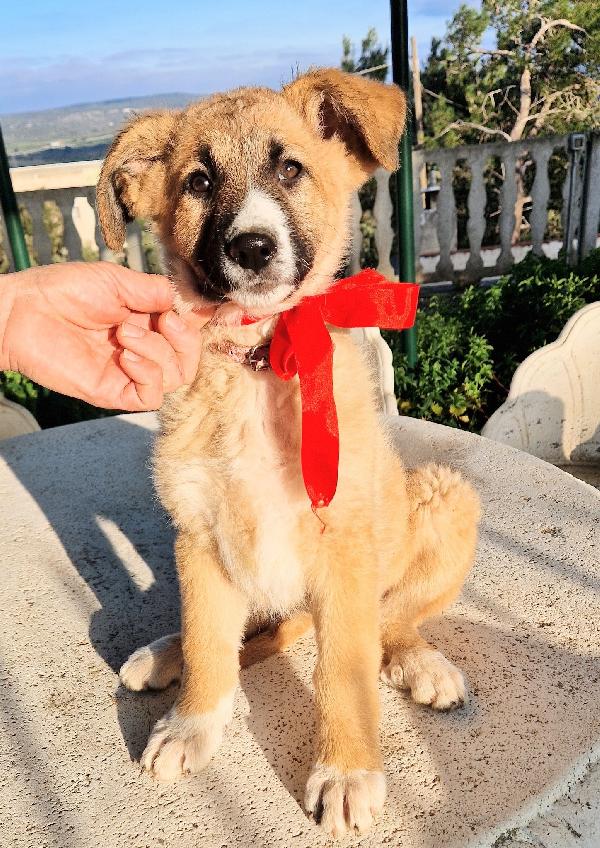 ELLY,NON DEVE FINIRE IN CANILE.ADOTTABILE IN TUTTA ITALIA! Foto 7