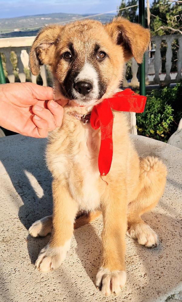 ELLY,NON DEVE FINIRE IN CANILE.ADOTTABILE IN TUTTA ITALIA! Foto 8