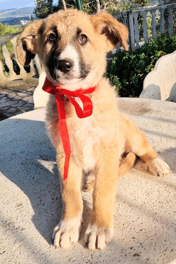 ELLY,NON DEVE FINIRE IN CANILE.ADOTTABILE IN TUTTA ITALIA! Foto 9