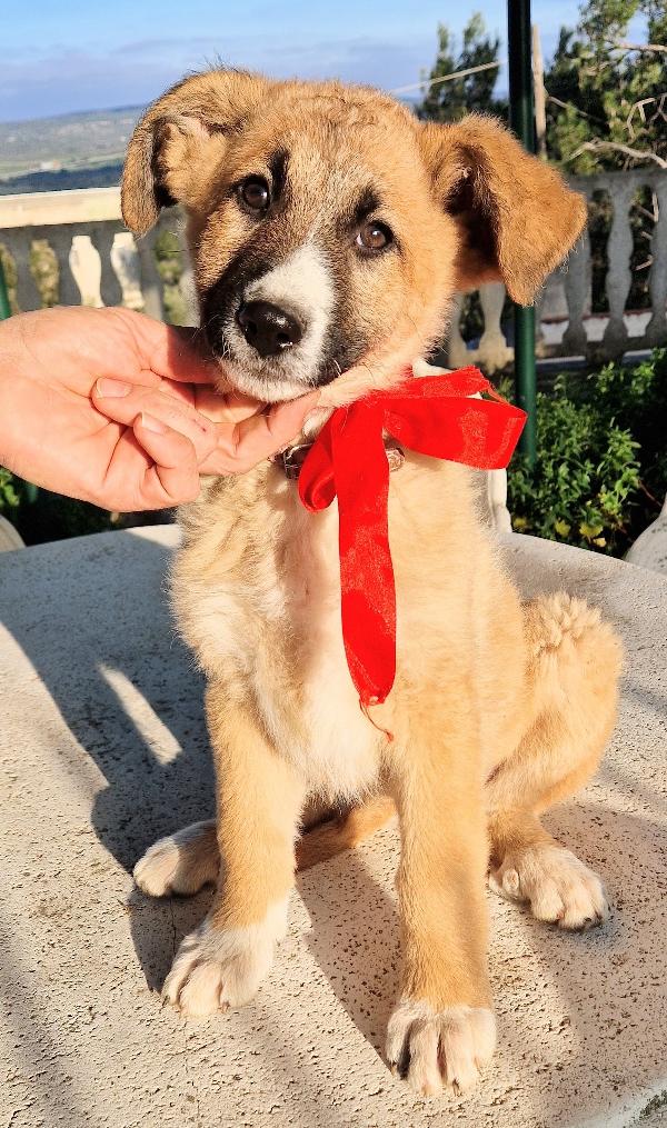 ELLY,NON DEVE FINIRE IN CANILE.ADOTTABILE IN TUTTA ITALIA! Foto 10