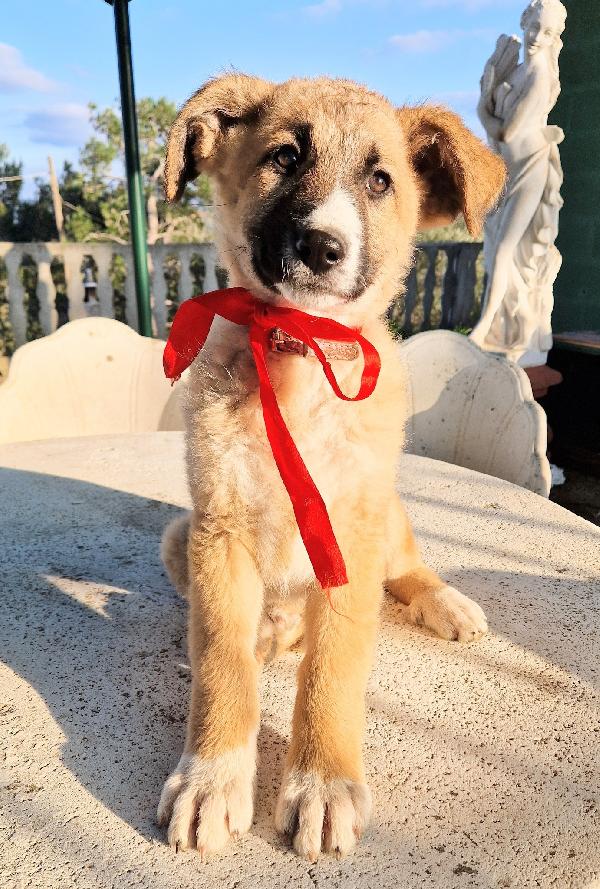 ELLY,NON DEVE FINIRE IN CANILE.ADOTTABILE IN TUTTA ITALIA! Foto 11