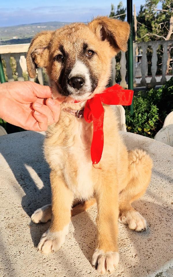 ELLY,NON DEVE FINIRE IN CANILE.ADOTTABILE IN TUTTA ITALIA! Foto 12