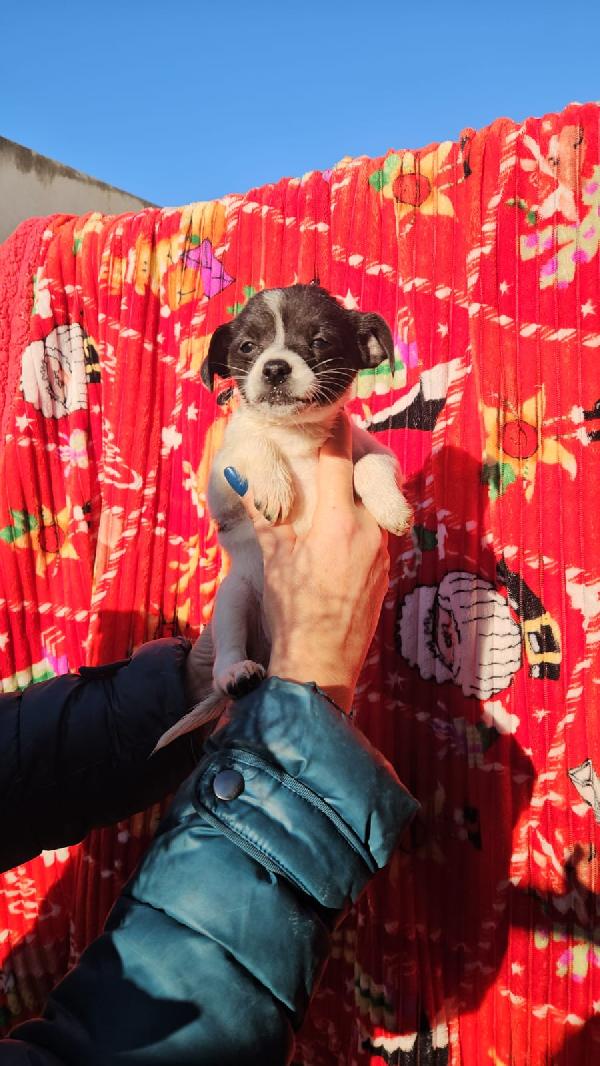 Olivetta: 2 Mesi Taglia Piccola 