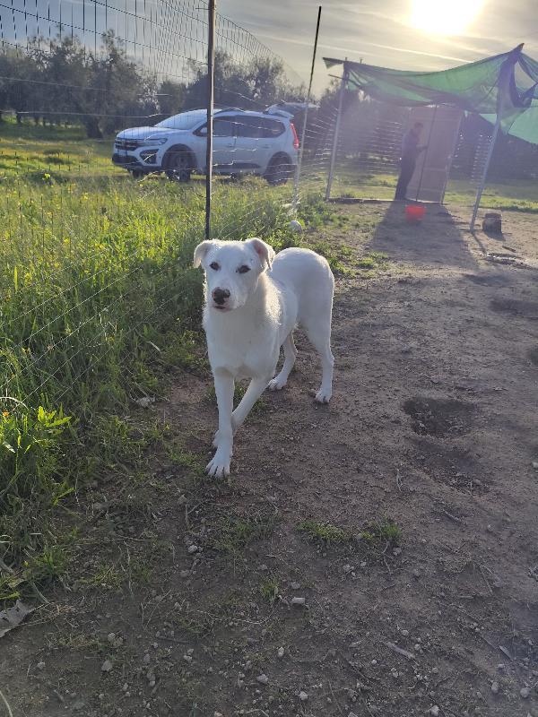 Husky, Chuck e Miele Foto 2