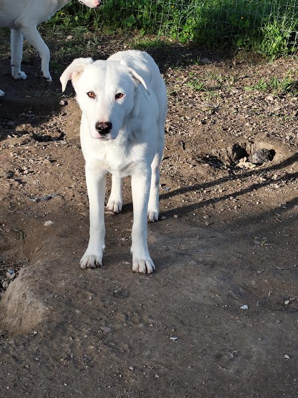 Husky, Chuck e Miele Foto 3
