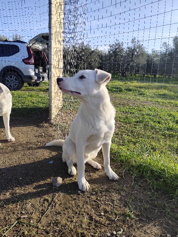 Husky, Chuck e Miele Foto 4