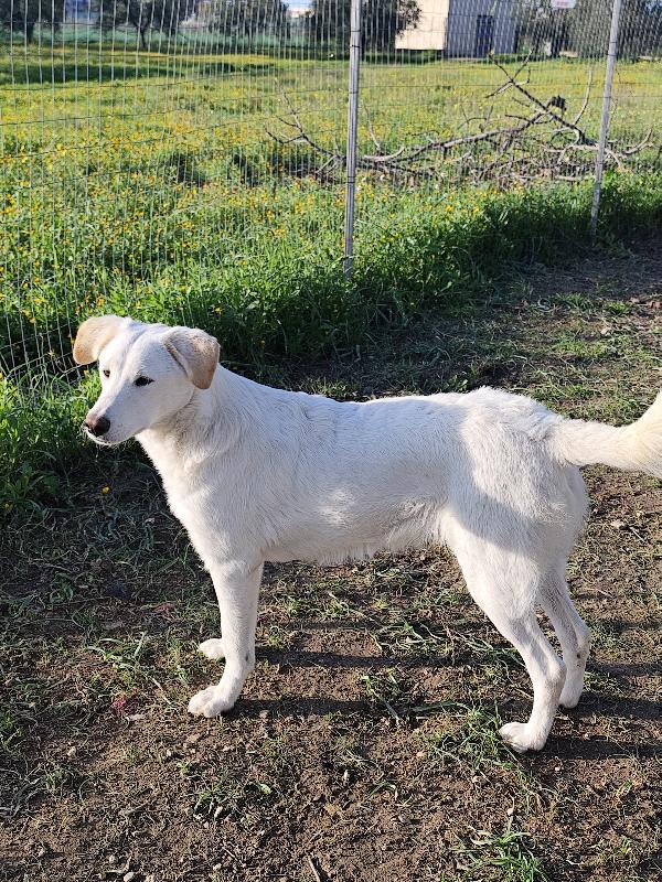 Husky, Chuck e Miele Foto 6
