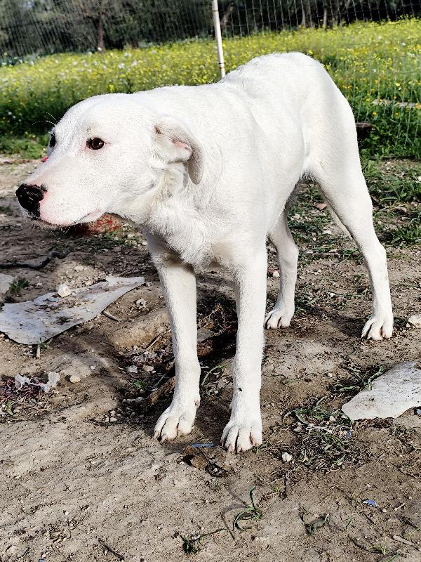 Husky, Chuck e Miele Foto 7