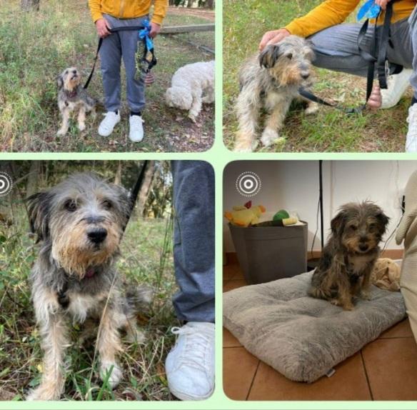 Simil Yorkshire 10Anni Kg9 Foggia Sos