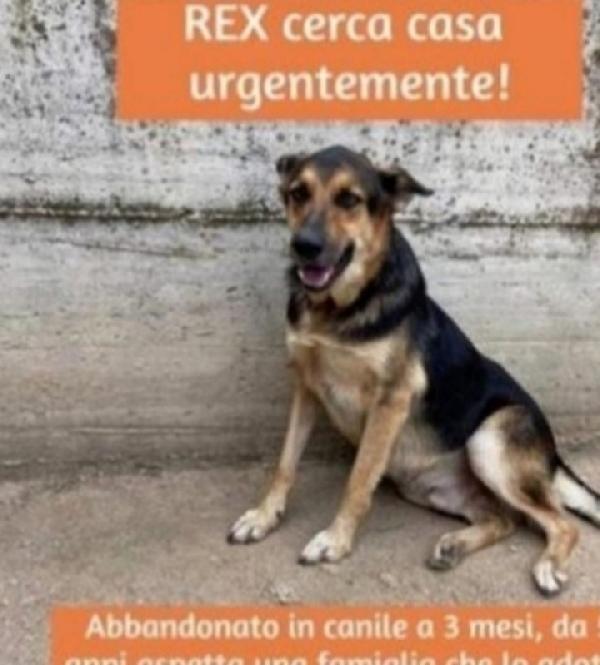 Rex Pastore 5Anni Mollato In Canile A 3Mesi! Sud