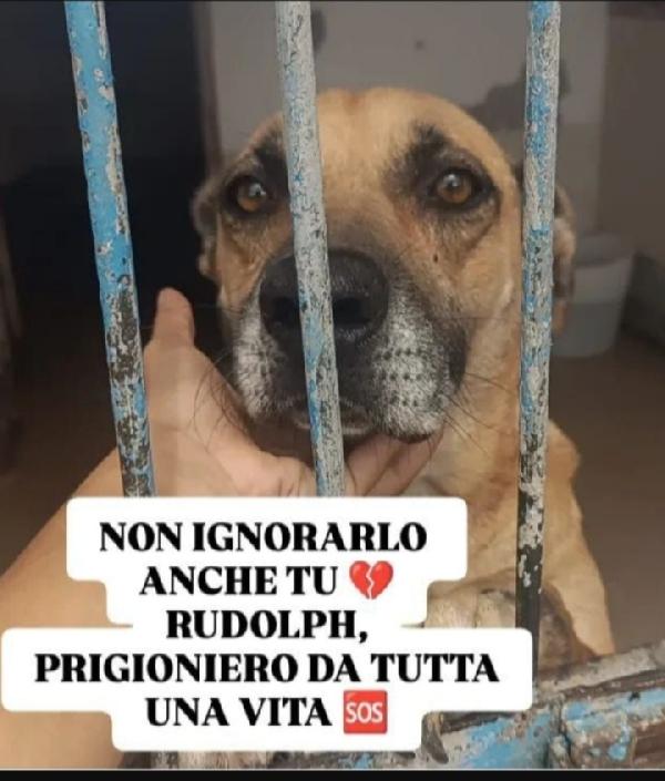 Rudolf 8Anni Di Buio E Catena Sos Napoli