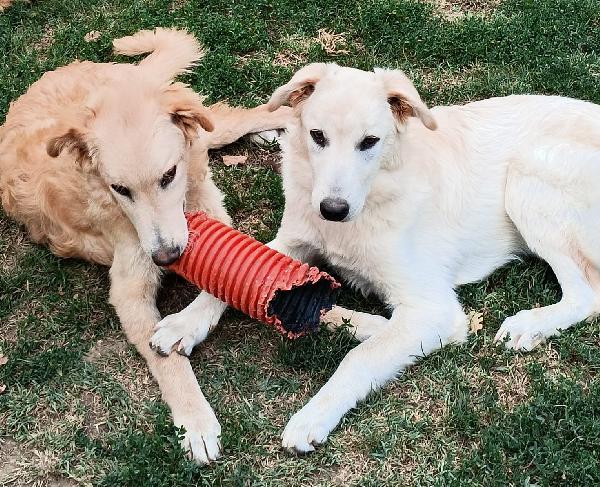2Fratelli Mix Labrador 8Mesi A Breve In Canile Arezzo