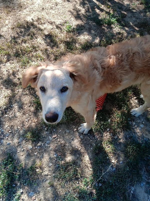 2fratelli mix Labrador 8mesi a breve in canile AREZZO Foto 2