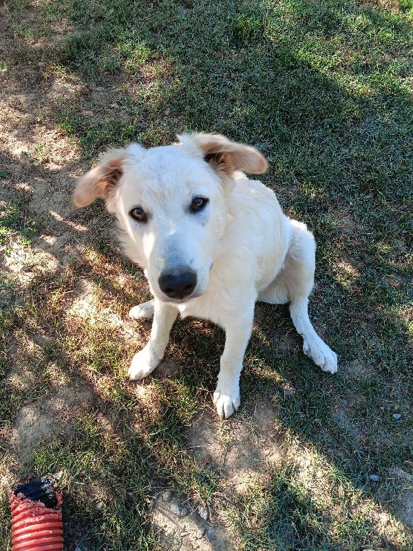 2fratelli mix Labrador 8mesi a breve in canile AREZZO Foto 3