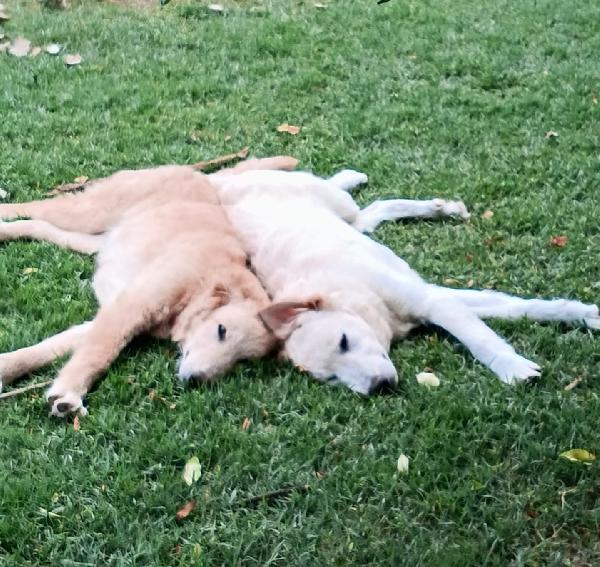2fratelli mix Labrador 8mesi a breve in canile AREZZO Foto 5
