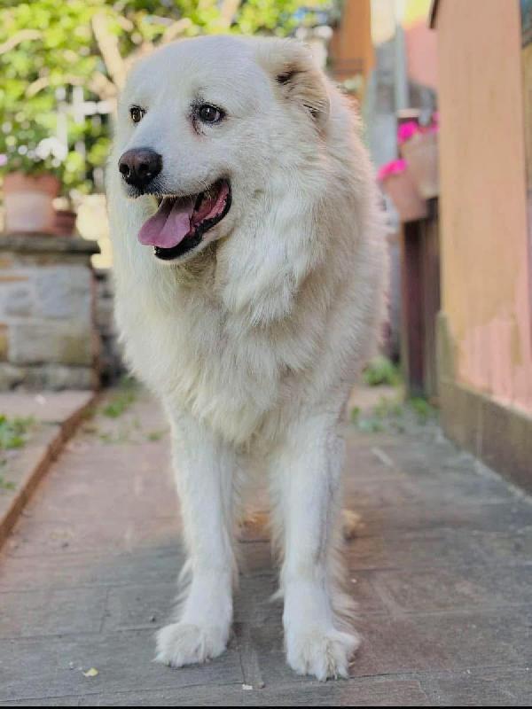 Arno Rischia Di Tornare In Gabbia 
