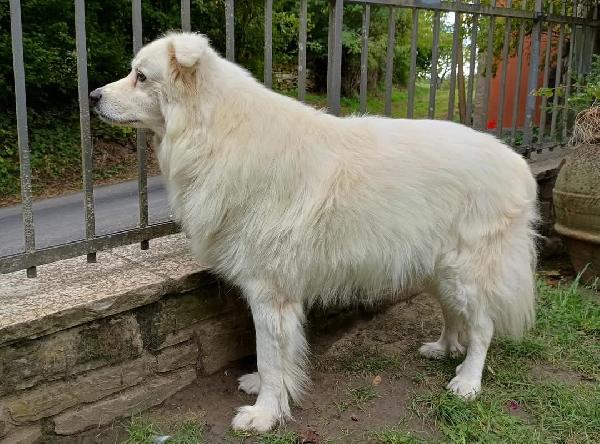 Arno rischia di tornare in gabbia  Foto 2