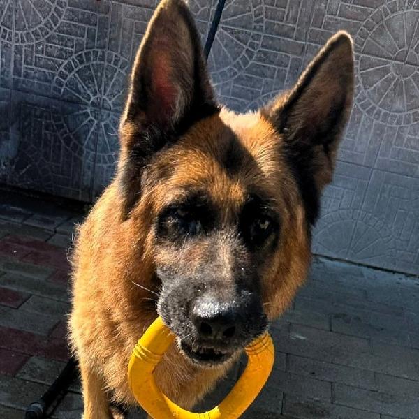 Ibra Pastore Tedesco