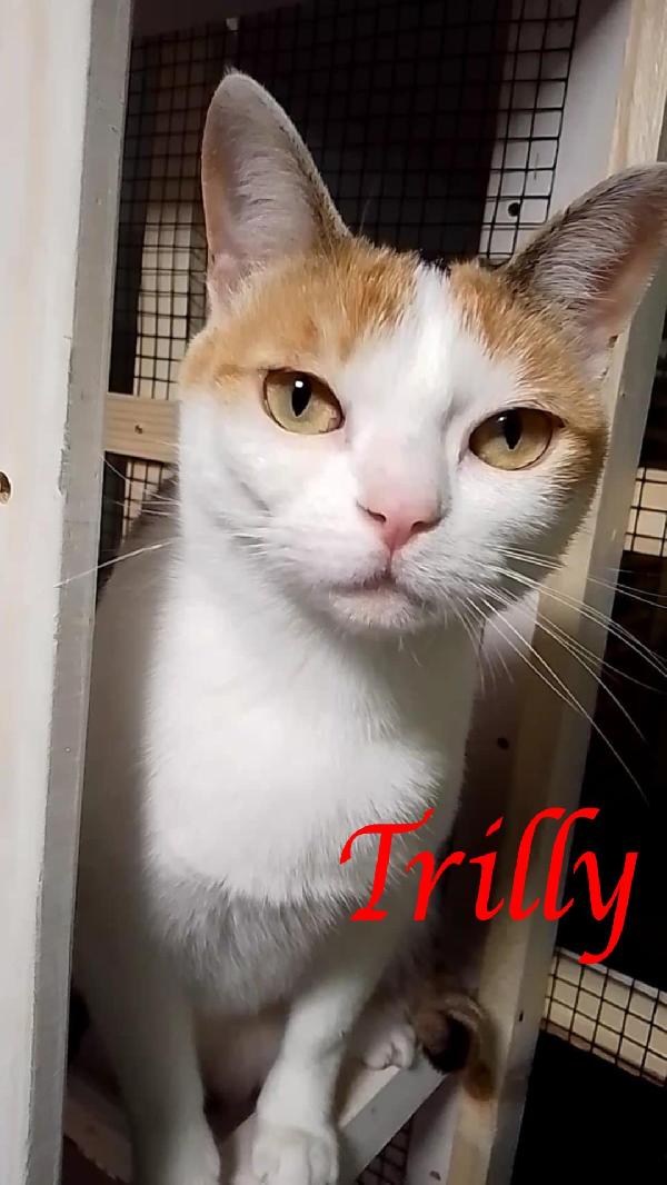 Trilly , Affettuosa Gatta In Adozione!