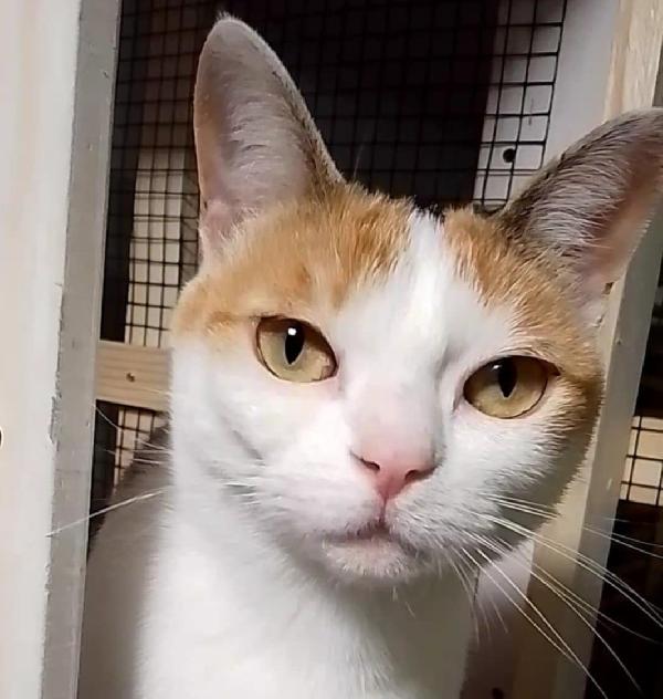 TRILLY , affettuosa gatta in adozione! Foto 2