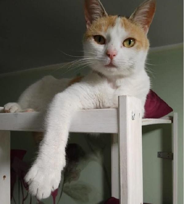 TRILLY , affettuosa gatta in adozione! Foto 3