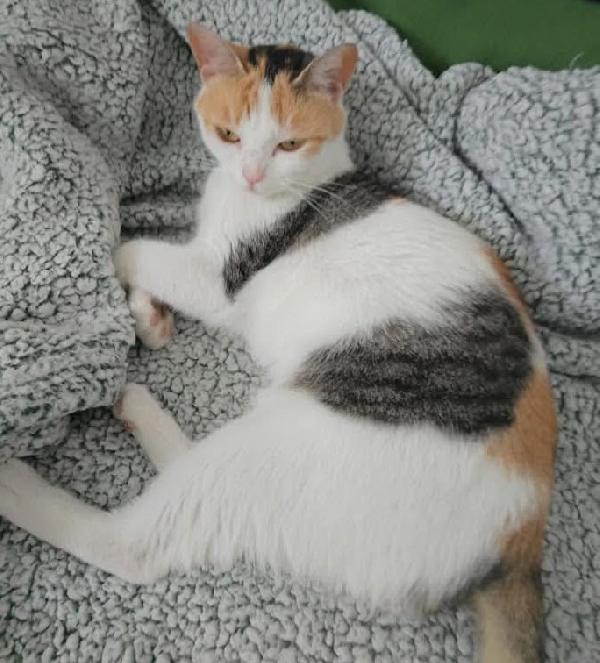 TRILLY , affettuosa gatta in adozione! Foto 4