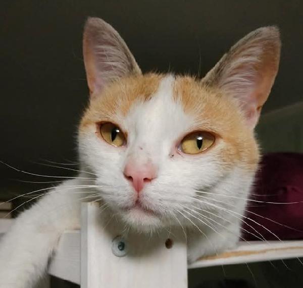TRILLY , affettuosa gatta in adozione! Foto 6