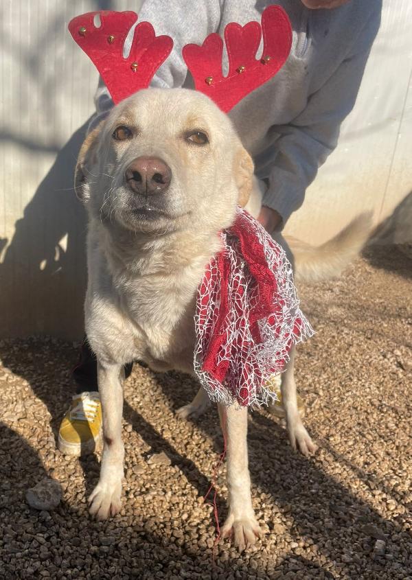 Adotta La Dolcissima Susy