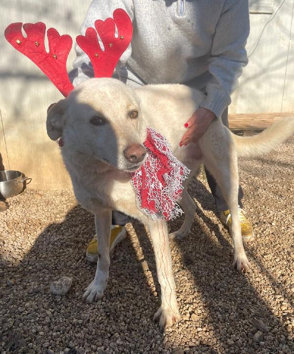 ADOTTA LA DOLCISSIMA SUSY Foto 2