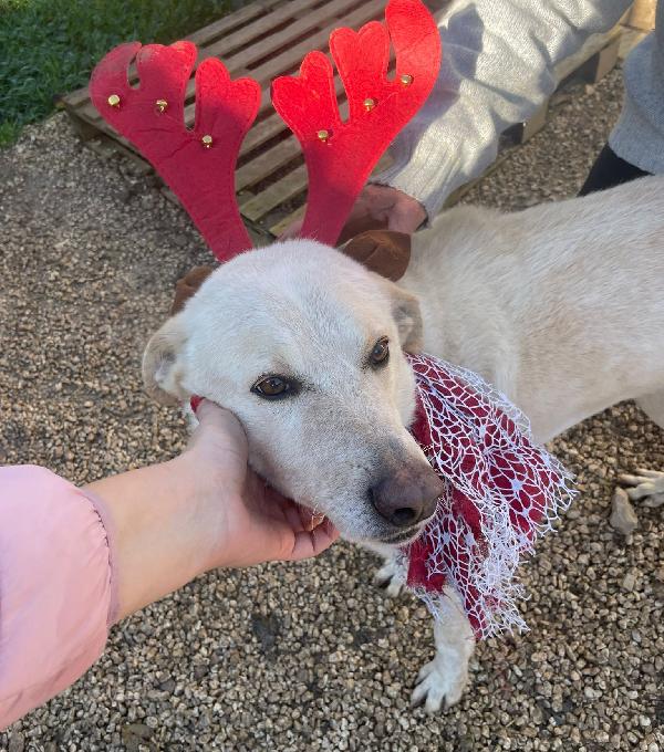 ADOTTA LA DOLCISSIMA SUSY Foto 3