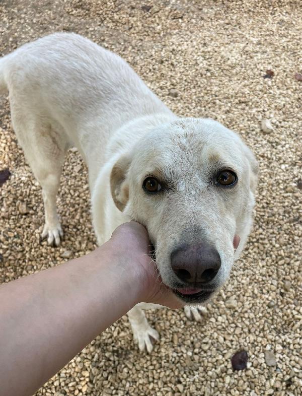 ADOTTA LA DOLCISSIMA SUSY Foto 4