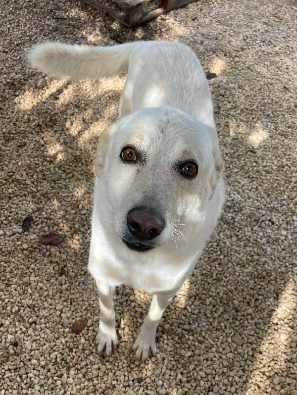 ADOTTA LA DOLCISSIMA SUSY Foto 5