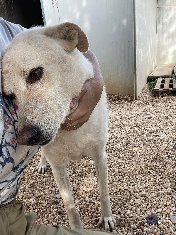 ADOTTA LA DOLCISSIMA SUSY Foto 6