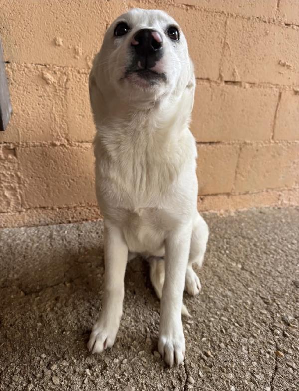 Fragolina Una Cucciola Finita In Canile 