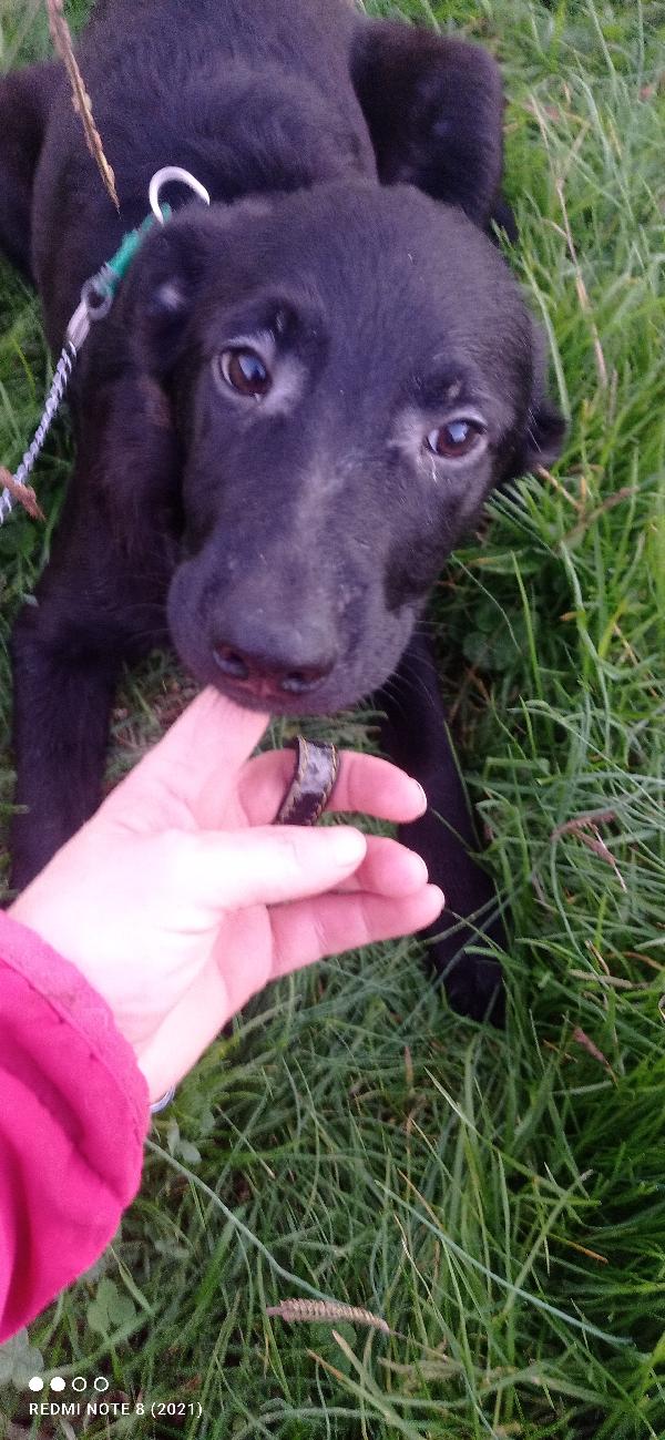 Dolcissimo Cagnolino Tt Nero....