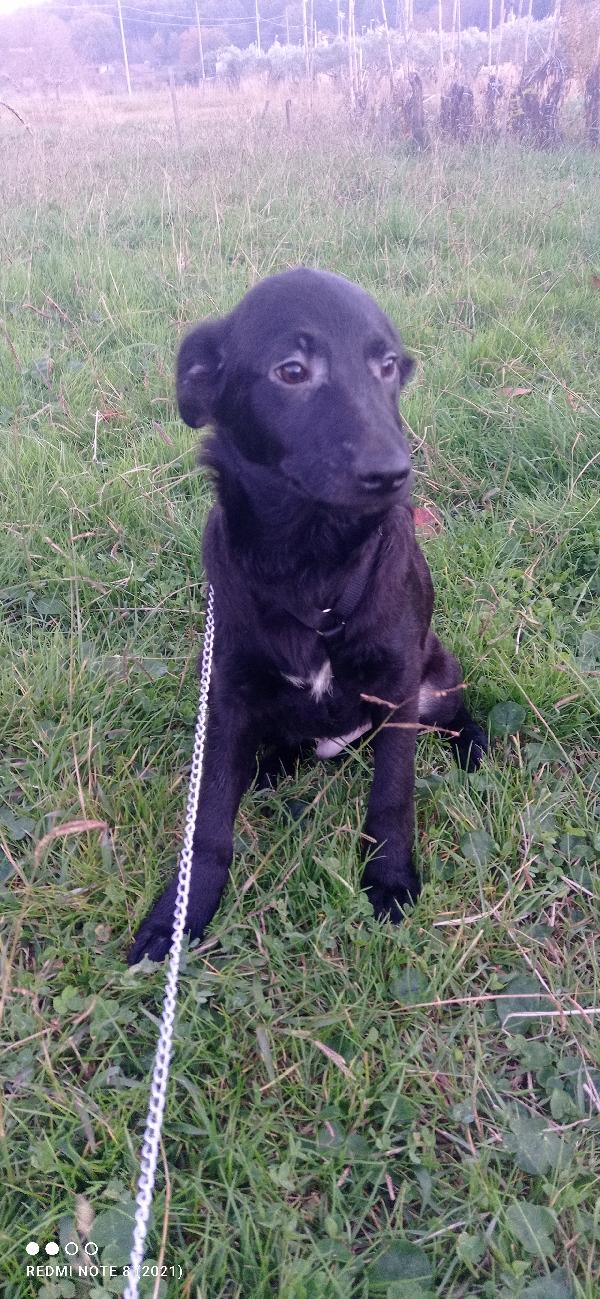 Dolcissimo cagnolino tt nero.... Foto 2