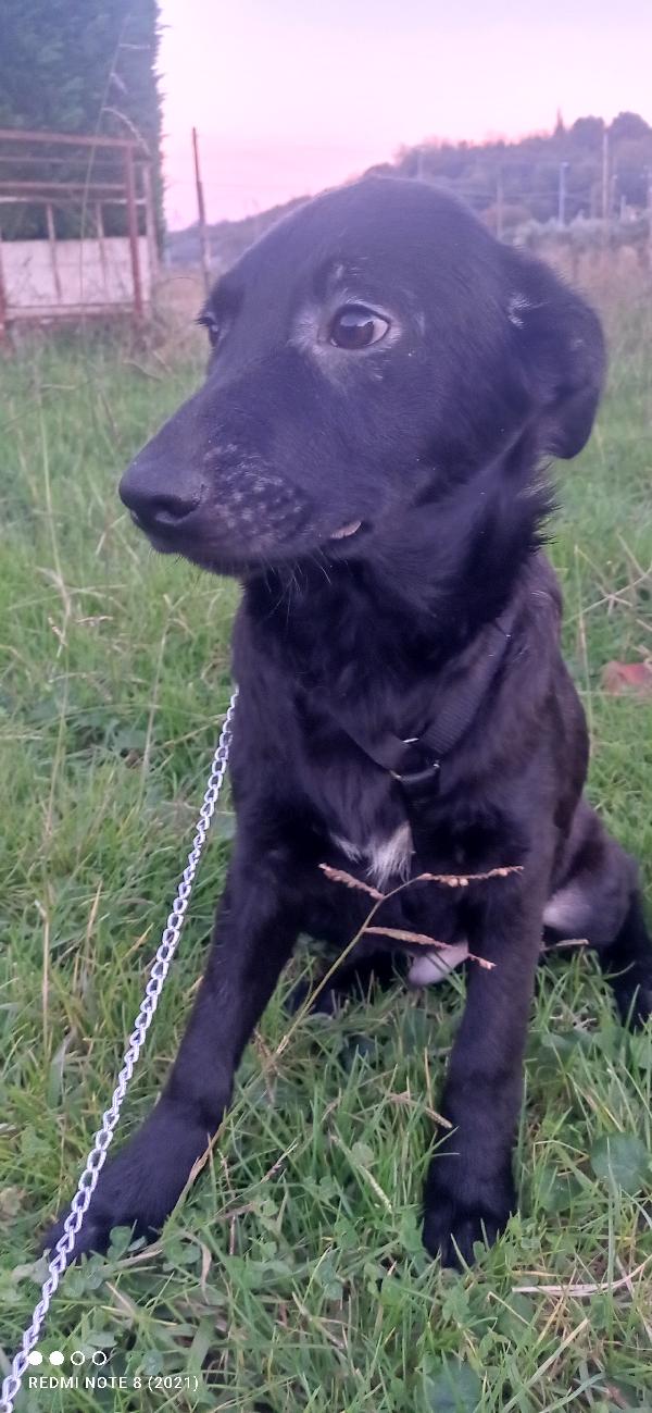 Dolcissimo cagnolino tt nero.... Foto 3