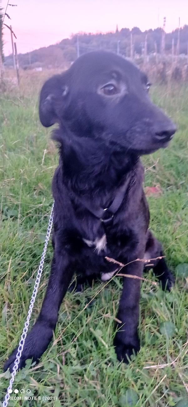 Dolcissimo cagnolino tt nero.... Foto 4