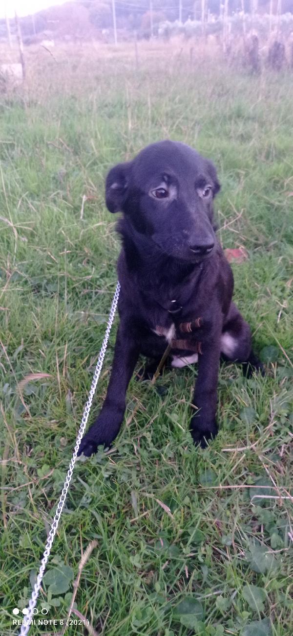 Dolcissimo cagnolino tt nero.... Foto 5