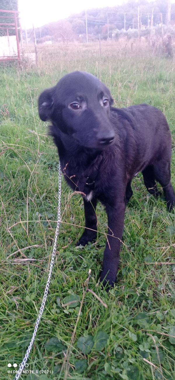 Dolcissimo cagnolino tt nero.... Foto 6