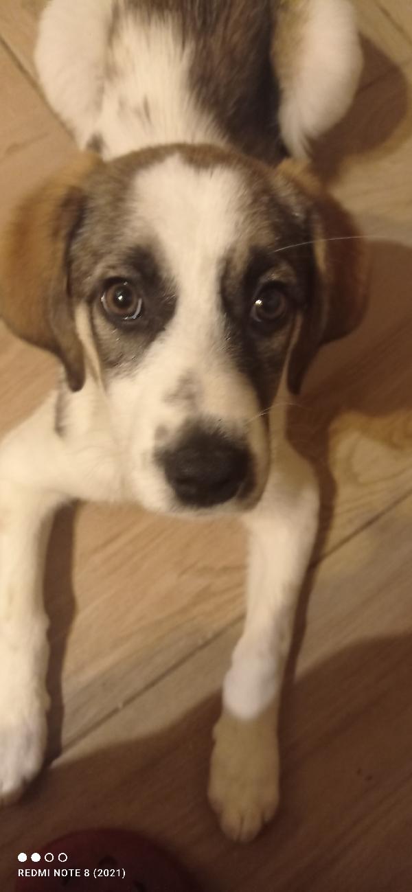 Meraviglia di cucciola Foto 3