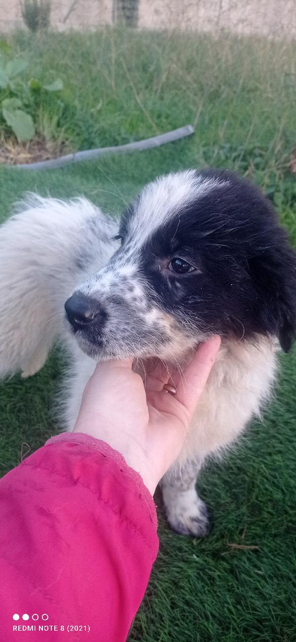 Orsetta Candy  Foto 2