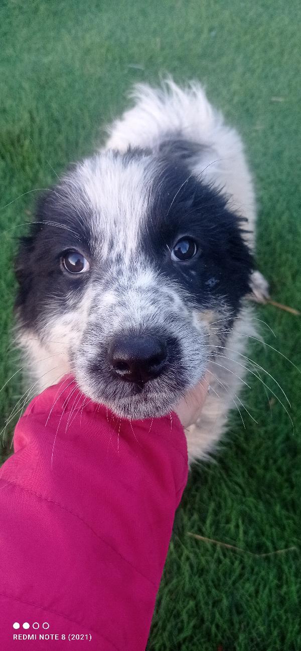 Orsetta Candy  Foto 3