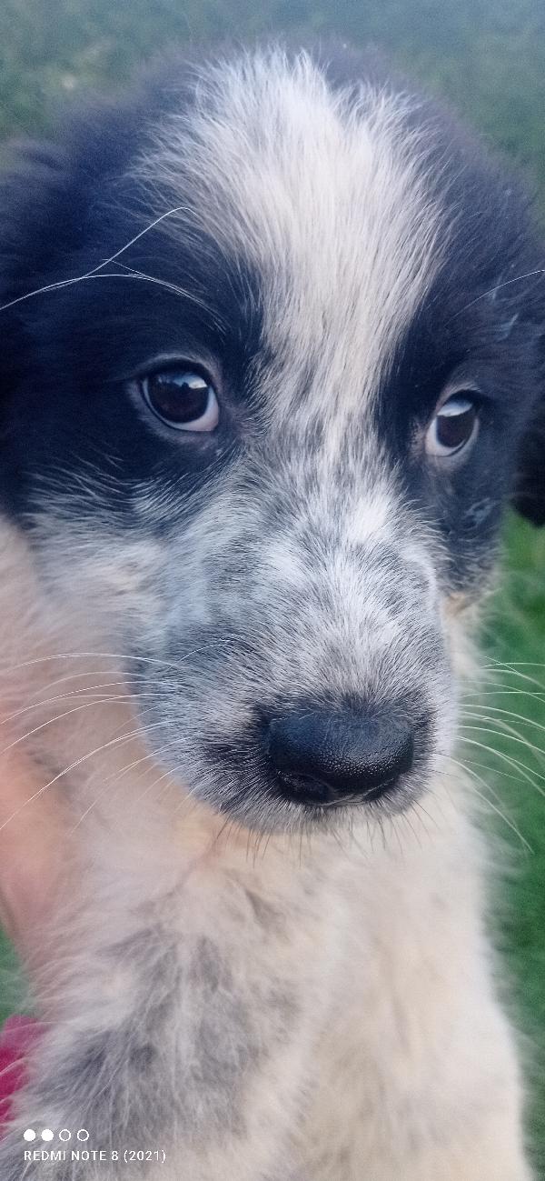 Orsetta Candy  Foto 4