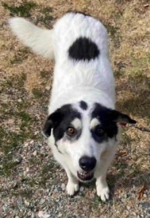 Bianca Adulta Tg Grande Stallo Finito Sos Alessandria 