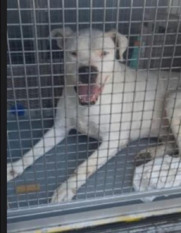 Dogo Argentino Super Adulto ,Sfortunato!!! Trentino