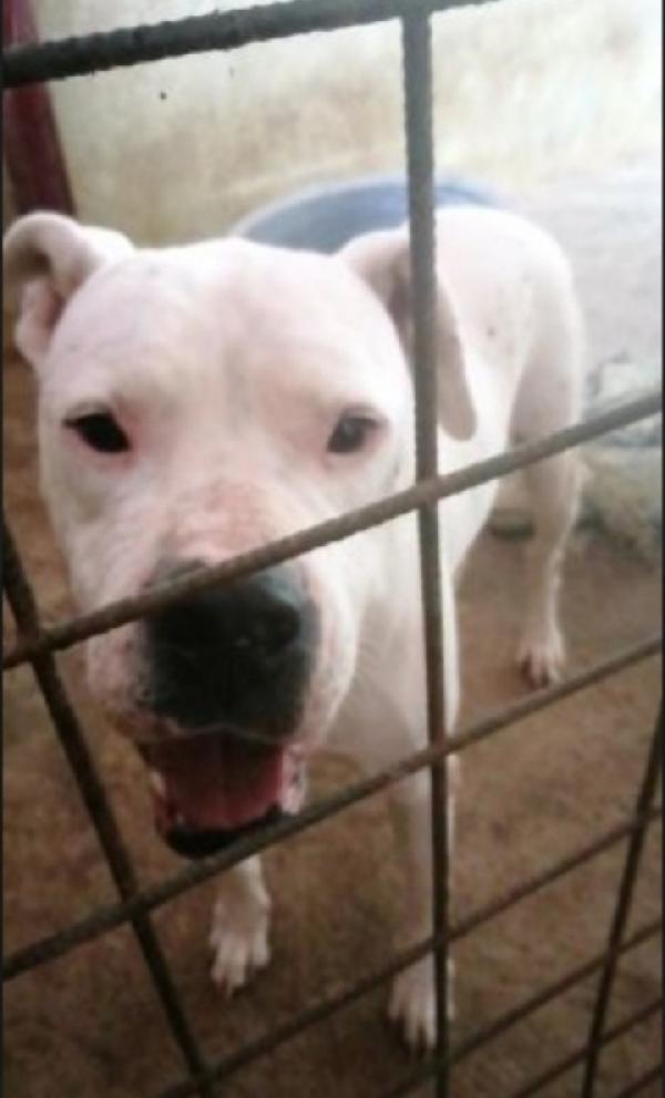 Dogo Argentino super adulto ,sfortunato!!! TRENTINO Foto 2