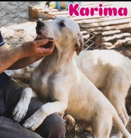 8mesi mix molossini CRESCONO IN CANILE SENZA RICHIESTE  Foto 2