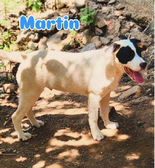 8mesi mix molossini CRESCONO IN CANILE SENZA RICHIESTE  Foto 4